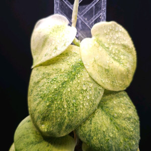 스킨답서스 골든더스트