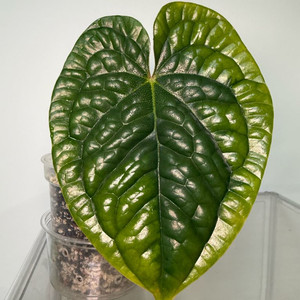 안스리움 럭셔리안스 이미지