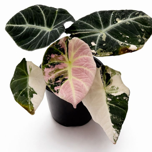 알로카시아 블랙벨벳 핑크 바리에가타 이미지