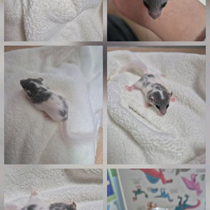 피그미다람쥐 이미지