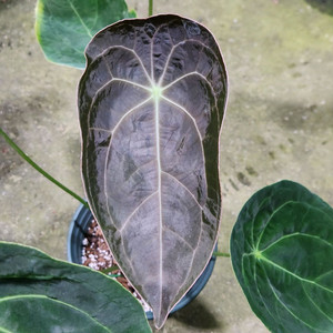 안스리움 파필리라미넘 포게티