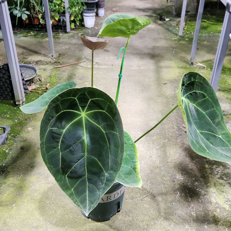 안스리움 파필리라미넘 포게티--1