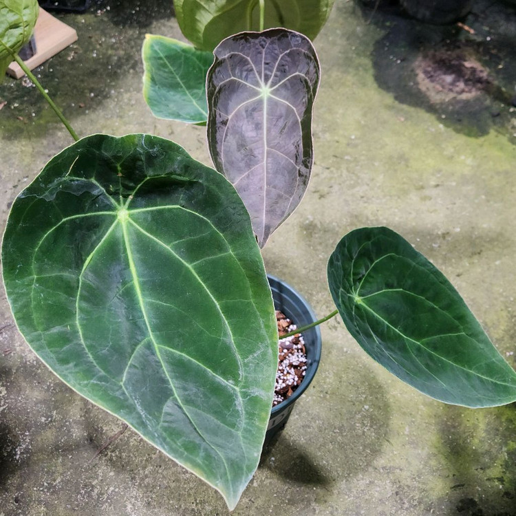 안스리움 파필리라미넘 포게티--2