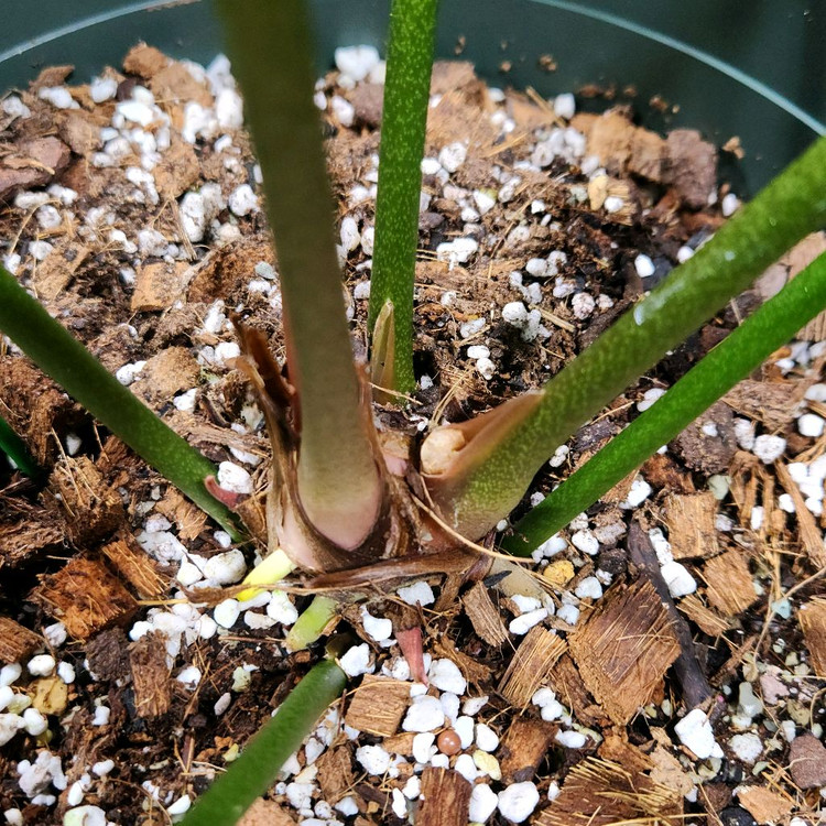 안스리움 파필리라미넘 포게티--3