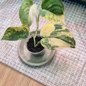 스킨답서스 망구라이(바리에가타)