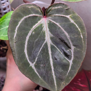 안스리움 킹오스x레크