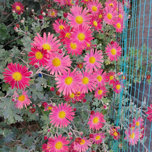 각종구절초.쑥부쟁이.아스타 모종10센티묘 이미지