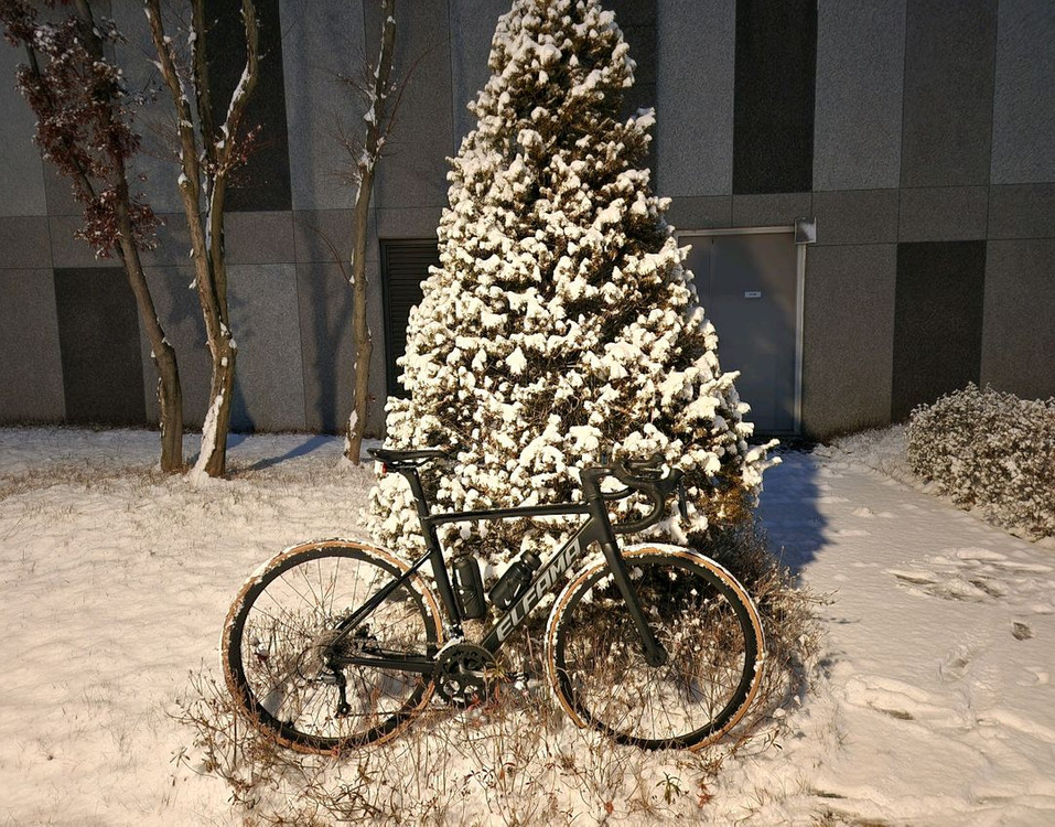 엘파마 로드너--1