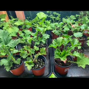 제라늄 개별분양