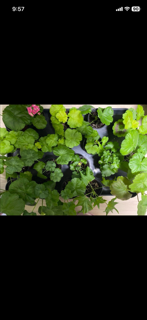 제라늄 개별분양--1