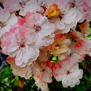 제라늄 5개 3.5만원 선택후 채팅주세요