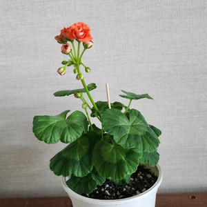 제라늄 사랑별빛