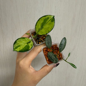 호야 세트 (오스트랄리스 피코크, 리마 실버)