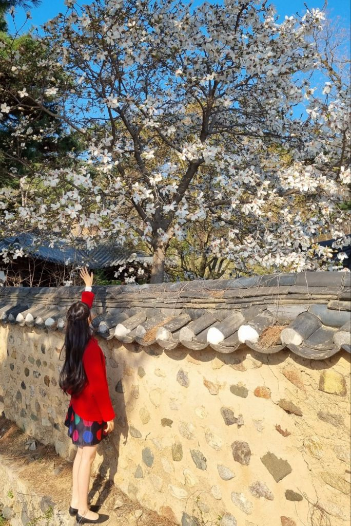 버버리 Burberry Blue label 38 레드 반코트 하프코트--9