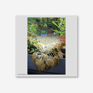 혁오 - 사랑으로 (180g Opaque White Color LP)