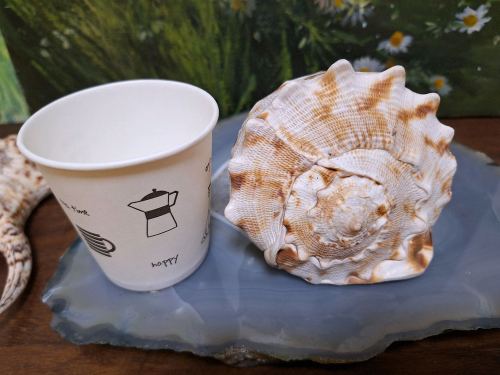 가격할인>인테리어소품, 촬영소품>소라껍질 >어항,수조꾸미기--1