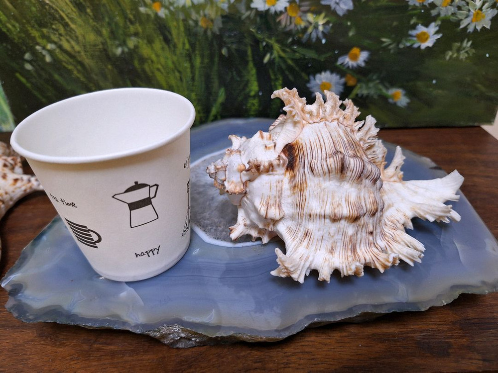 가격할인>인테리어소품, 촬영소품>소라껍질 >어항,수조꾸미기--2