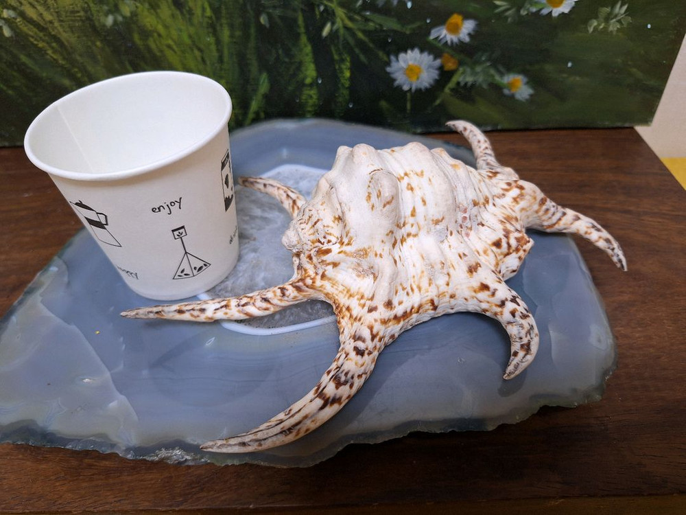 가격할인>인테리어소품, 촬영소품>소라껍질 >어항,수조꾸미기--3