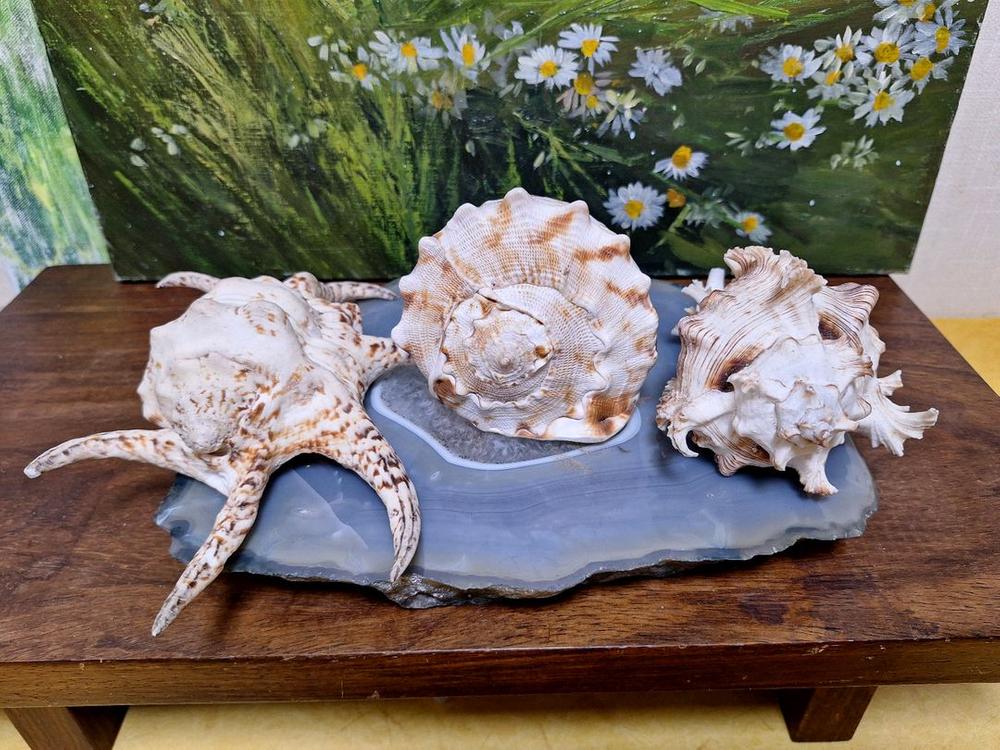 가격할인>인테리어소품, 촬영소품>소라껍질 >어항,수조꾸미기--4