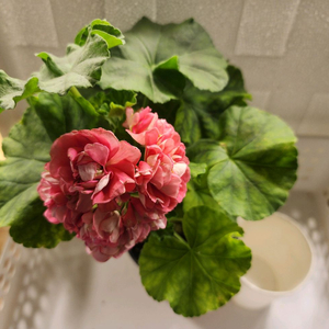 BB 여름석양 (개화중 ) 국내변종 제라늄