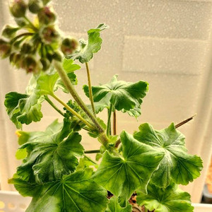 UG 사랑의 와인( 개화중 )러시아제라늄