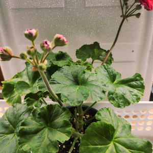 UG 제우스의 꽃 러시아제라늄