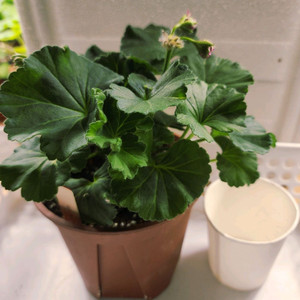 에릭 불사조의 전설 중국제라늄[ 러시아제라늄아님]