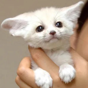 맥도날드 기프티콘 매입합니디