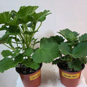 리갈제라늄 2종