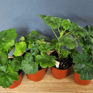 제라늄 4종(퀸즈로제뜨.볼빨간소녀.여름석양.샤를로트)