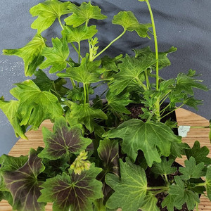 스텔라제라늄4종(해처럼.yo스페이스.이츠초코비.데이나2)