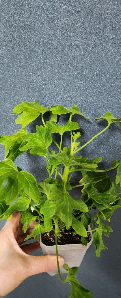 스텔라제라늄4종(해처럼.yo스페이스.이츠초코비.데이나2)--1