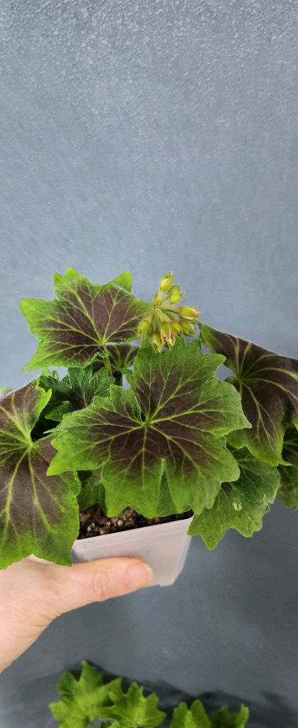 스텔라제라늄4종(해처럼.yo스페이스.이츠초코비.데이나2)--2