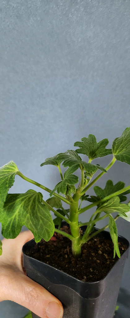 스텔라제라늄4종(해처럼.yo스페이스.이츠초코비.데이나2)--3