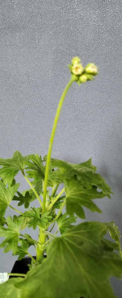 스텔라제라늄4종(해처럼.yo스페이스.이츠초코비.데이나2)--4