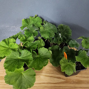 제라늄 4종(디아즈세레라.에리오로라.러시아의아름다움.허니스파이스)