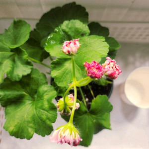 UG 돈후안 러시아제라늄 개화중