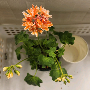 블루 피오니스타 국내변종 스텔라제라늄