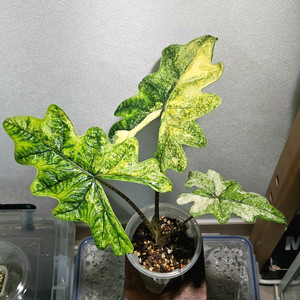 (모주급,중품)알로카시아 잭클린 미스틱