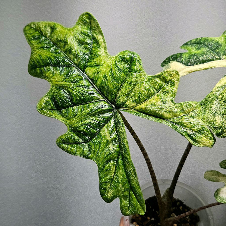 (모주급,중품)알로카시아 잭클린 미스틱--2