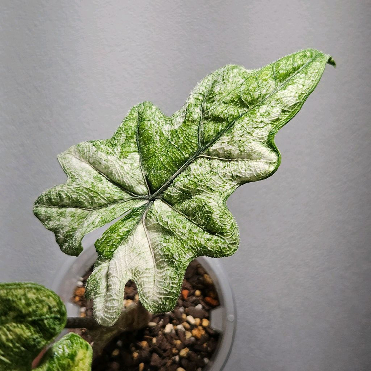 (모주급,중품)알로카시아 잭클린 미스틱--3