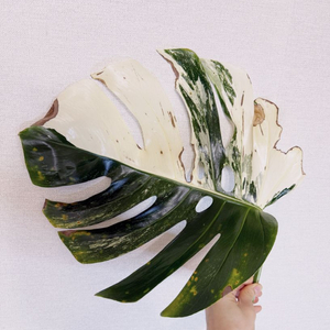 몬스테라 알보 보르시지아나