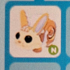 입양하세요 능시츄 삽니다 이미지