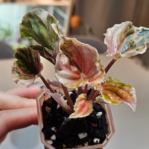 페페로미아 뉴핑크레이디