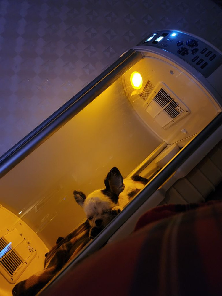 반려동물 호흡치료방--2