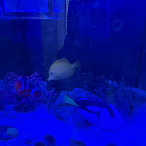해수어. 일괄 분양. 엘로우탱 블루탱 니모