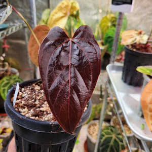 안스리움 퀸오브하츠