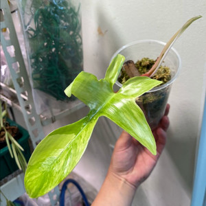 필로덴드론 플로리다뷰티 바리에가타 대품 분양