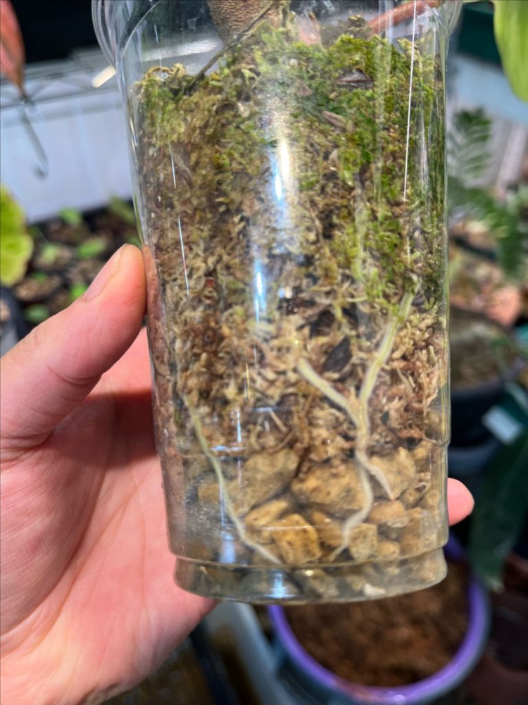 필로덴드론 플로리다뷰티 바리에가타 대품 분양--2