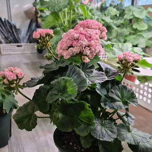 제라늄. 이리다마더스로즈